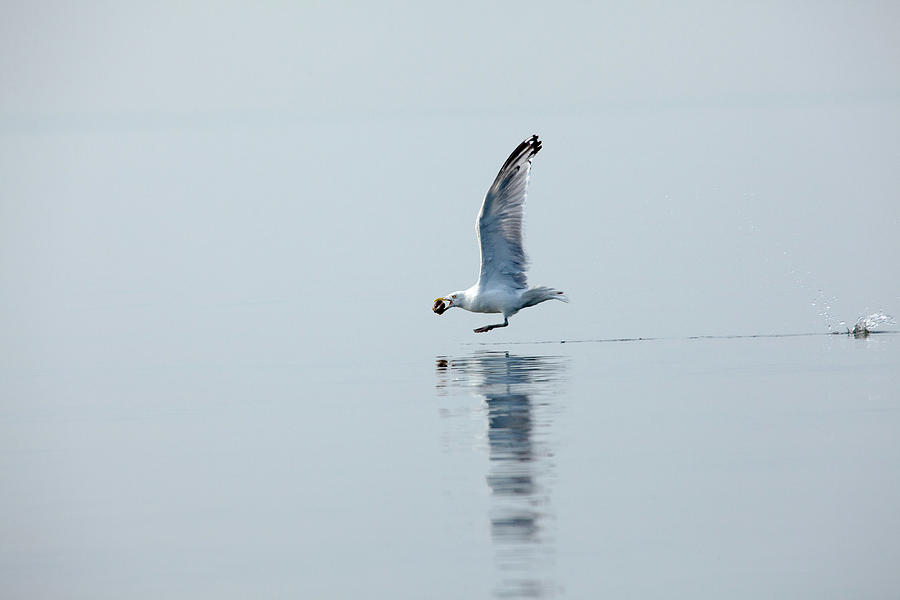 Seagull Photograph - Grab and Go by Karol Livote