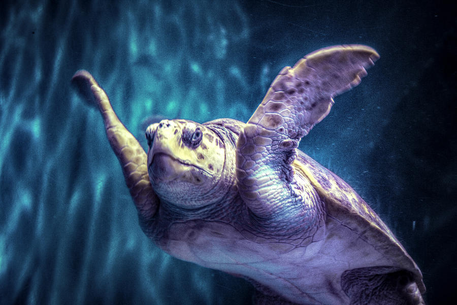 Turtle Photograph - Grab Shell Dude by Pete Federico Turtle Photograph - Grab Shell Dude by Pete Federico