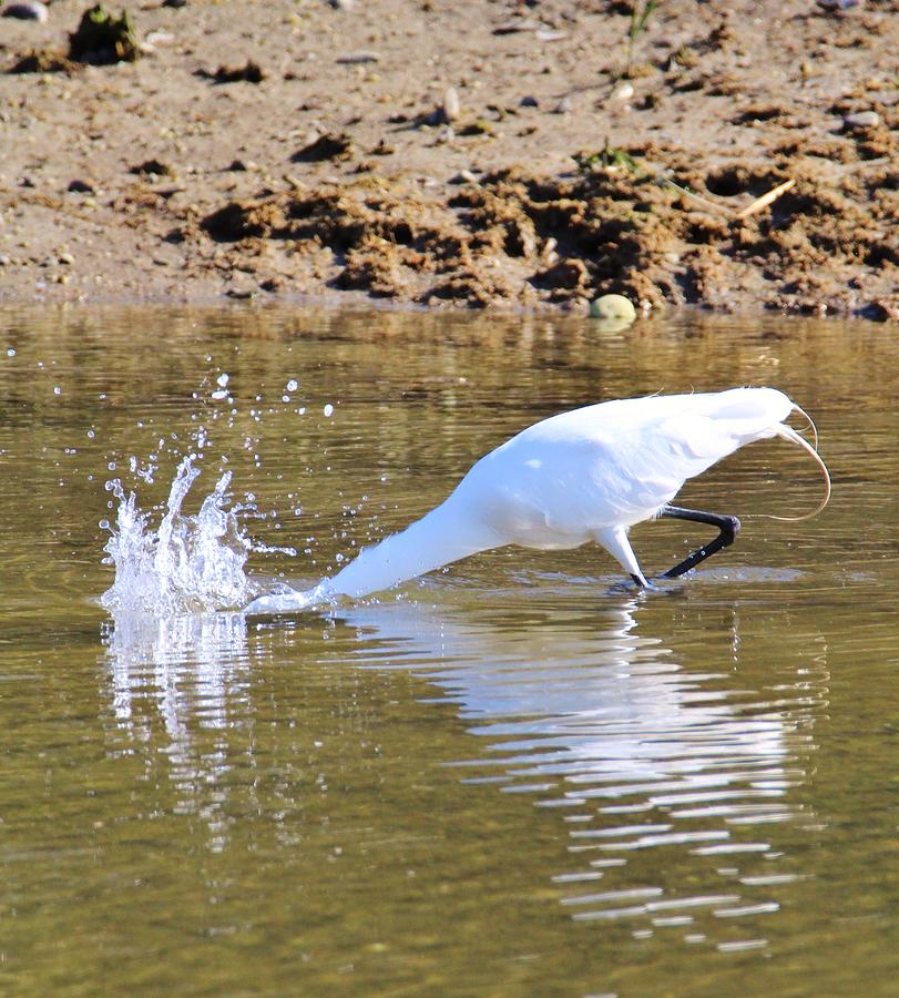 Great Egret - Splash