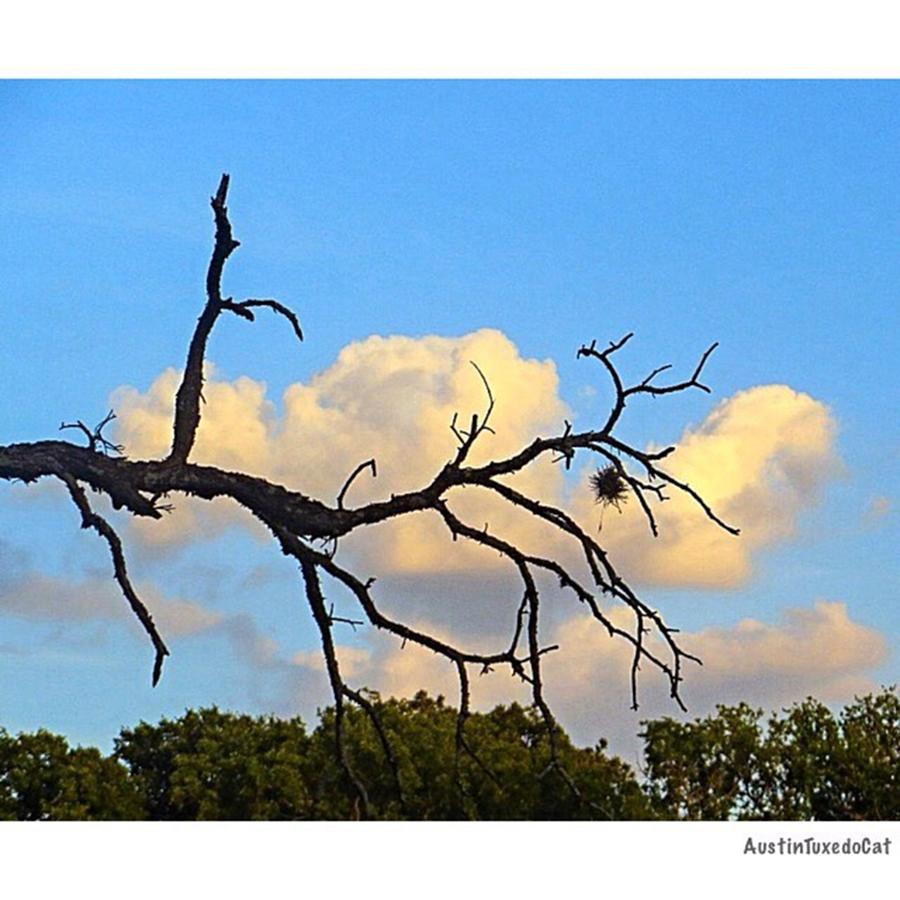 Tree Photograph - #grace And #beauty In The #texas #sky by Austin Tuxedo Cat