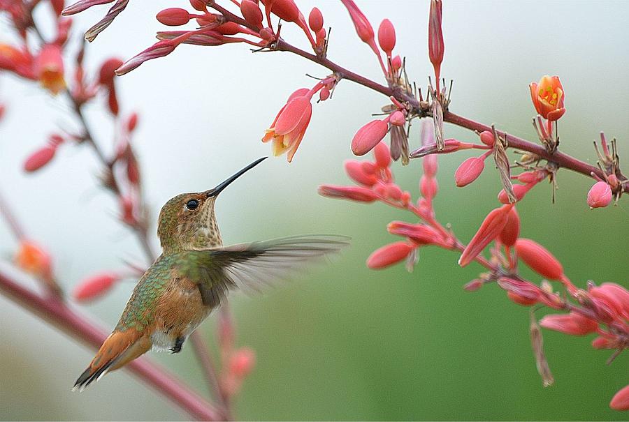 Hummingbird Photograph - Grace In Motion by Fraida Gutovich
