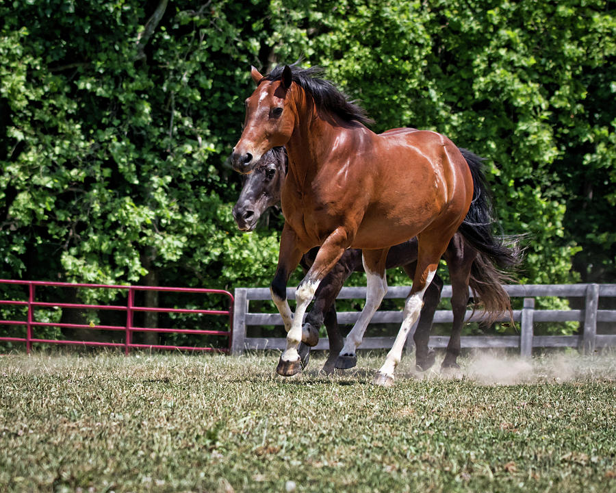 Grace in Motion Photograph by Susan Coppola | Fine Art America