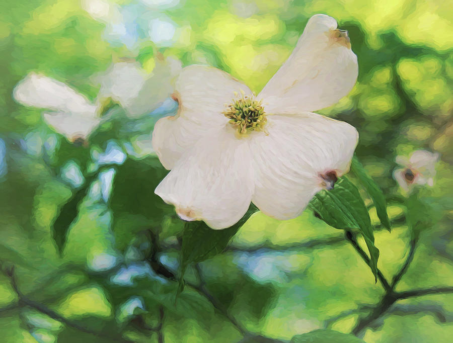 Painted Dogwood Flower Photograph by Judy Vincent
