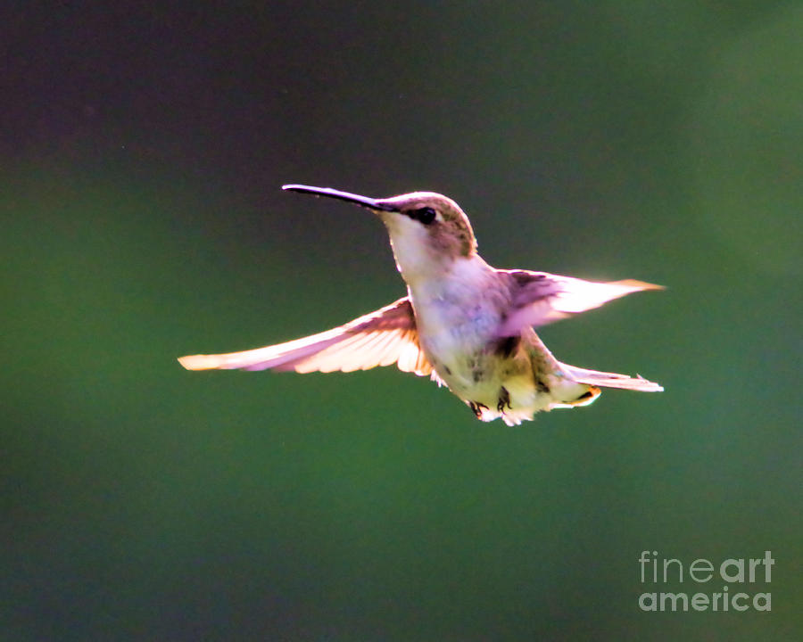 Grace Of A Hummingbird Photograph