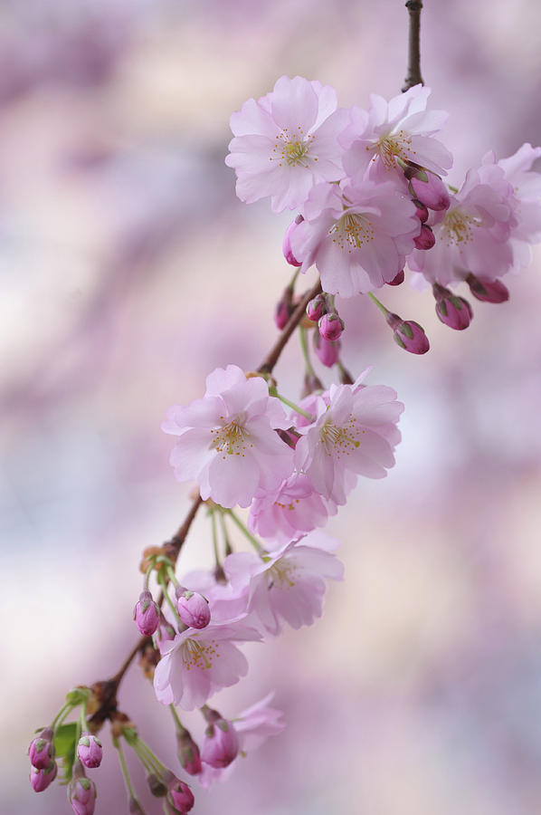 Grace of Sakura. Spring Pastels Photograph by Jenny Rainbow
