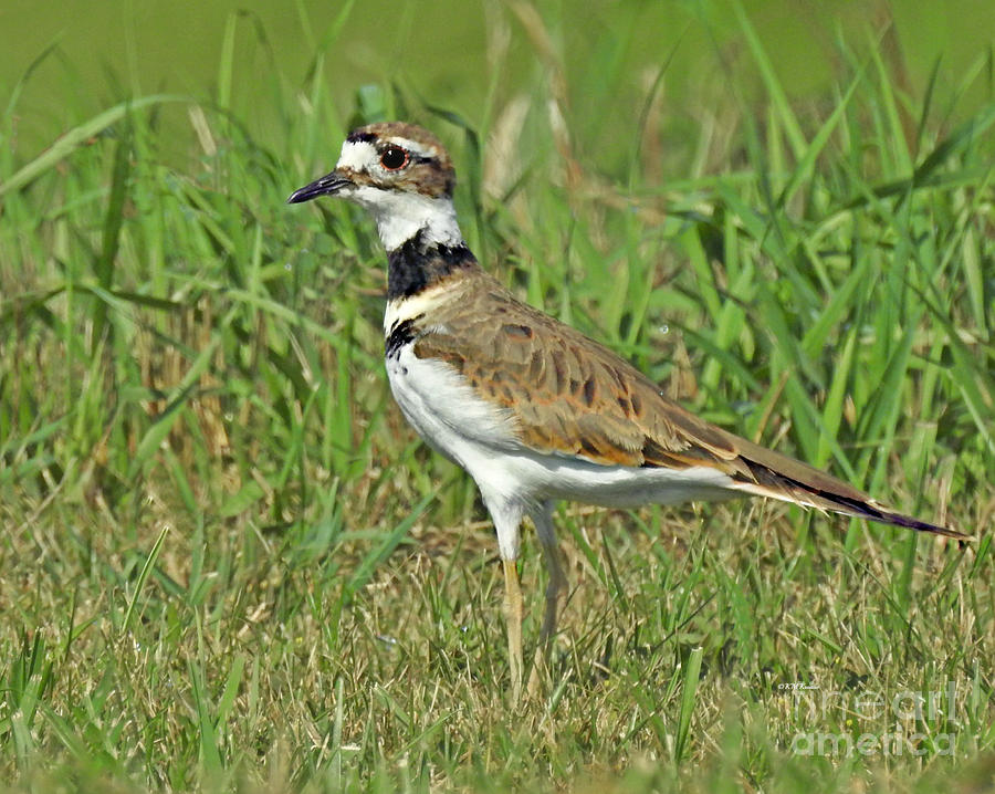 Graceful And Fast Plover Photograph by Kathy M Krause