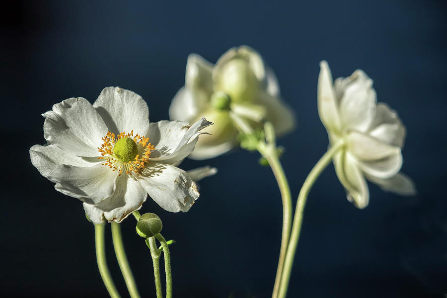 Graceful Anemones, No. 1 Photograph by Belinda Greb