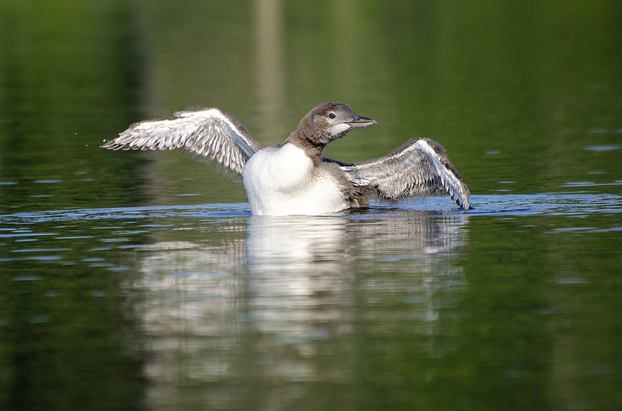 Graceful Baby Loon Photograph by Donna Doherty