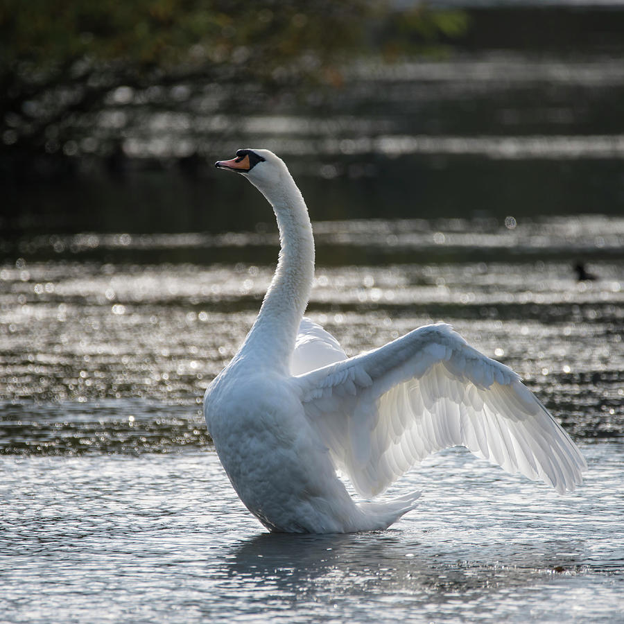 Graceful beautiful mute swan cygnus olor stretches it's wings on ...