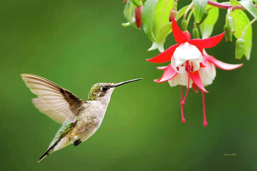 Graceful Hummingbird Photograph by Christina Rollo