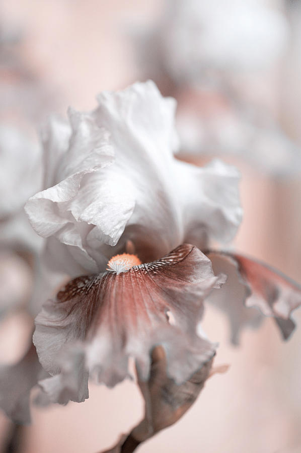 Iris Photograph - Graceful Dream by Jenny Rainbow