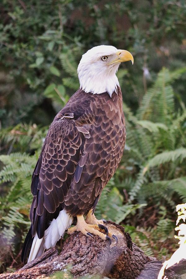 Graceful Eagle Photograph by Frank Castillo - Pixels