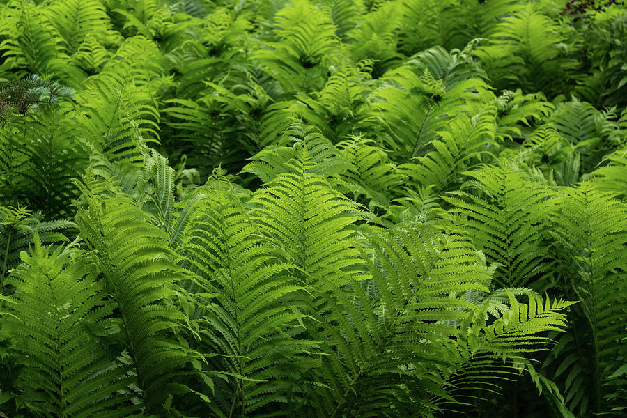Graceful Ferns in More Than Fifty Shades Of Green Photograph by Georgia Mizuleva
