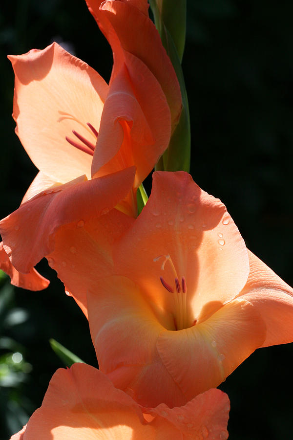 Graceful Gladiolus Photograph by Tammy Pool
