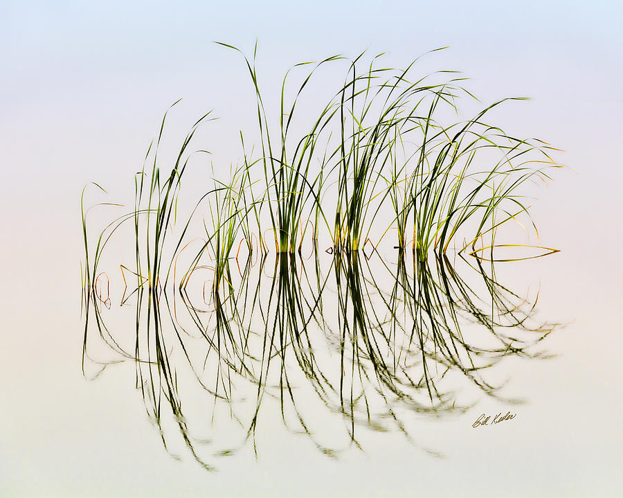 Nature Photograph - Graceful Grass by Bill Kesler