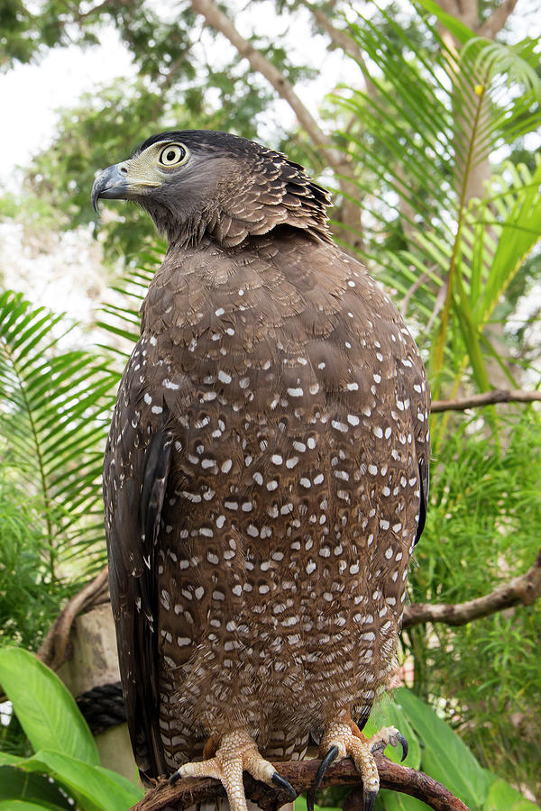 Graceful Hawk, Bird Of Prey Photograph