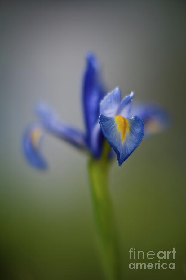Iris Photograph - Graceful Iris by Mike Reid