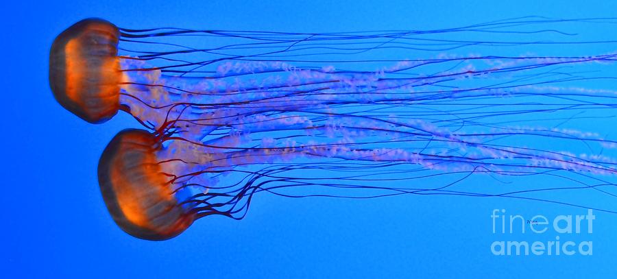 Graceful Jelly Race - Panorama Photograph by Patrick Witz