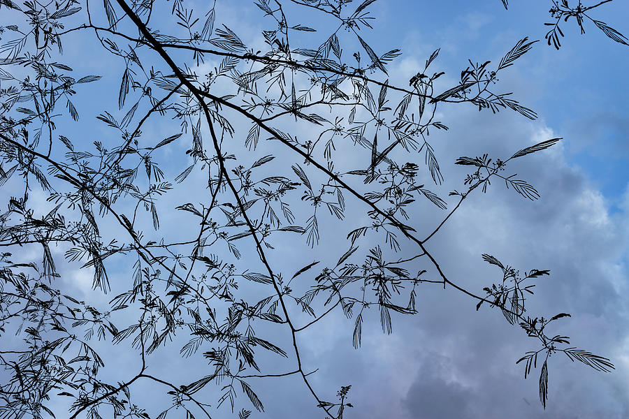 Graceful Lace in the Sky - Mimosa Leaves and Buds Against Dusk Clouds - Horizontal View Down Left Photograph by Georgia Mizuleva