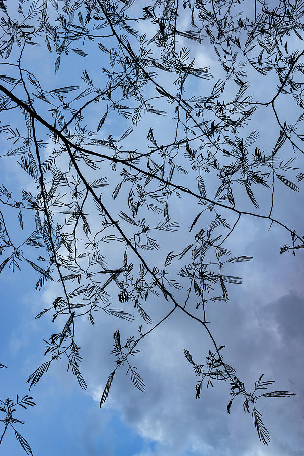 Graceful Lace in the Sky - Mimosa Leaves and Buds Against Dusk Clouds - Vertical View Downward Left Photograph by Georgia Mizuleva