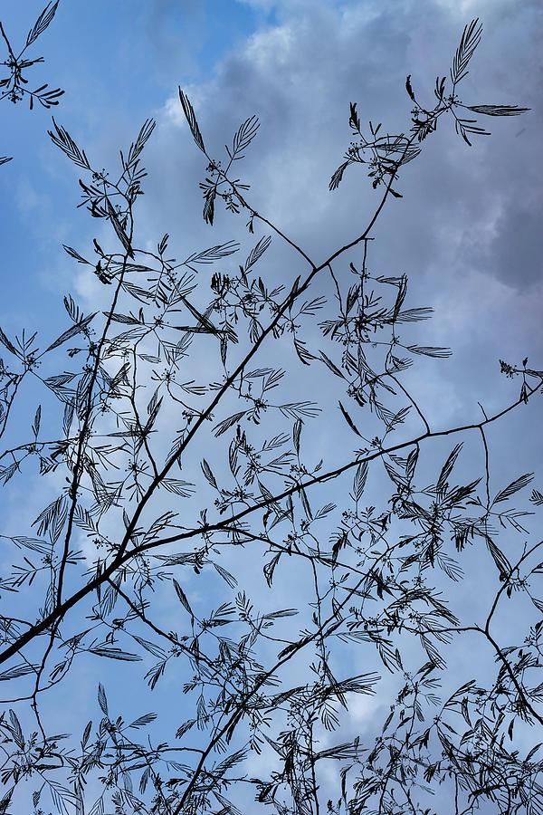 Graceful Lace In The Sky - Mimosa Leaves And Buds Against Dusk Clouds - Vertical View Upward Left Photograph by Georgia Mizuleva