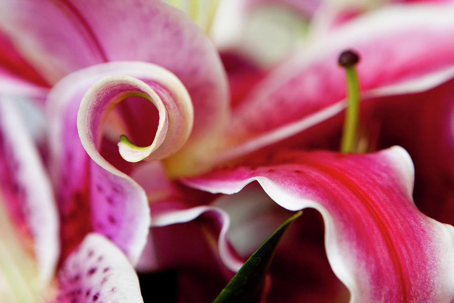 Lily Photograph - Graceful Lily Series 25 by Olga Smith