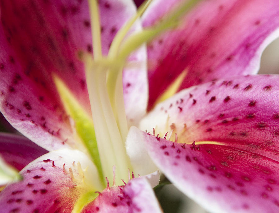 Graceful Lily Series 35 Photograph By Olga Smith Fine Art America