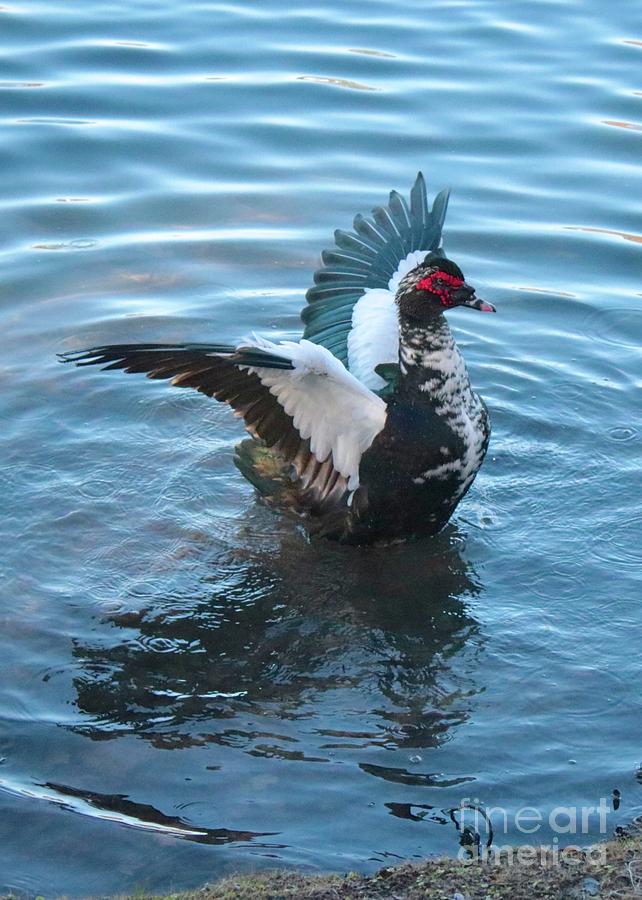 Graceful Muscovy Duck Photograph by Carol Groenen