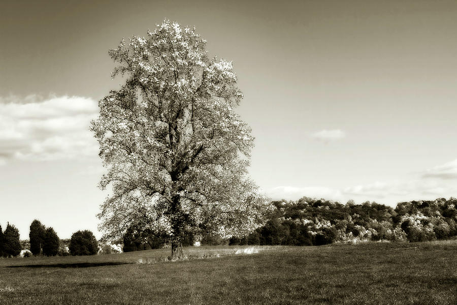 Graceful Oak 2 Photograph by Alan Hausenflock