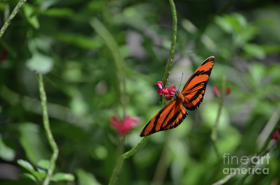 Graceful Oak Tiger Butterfly Around Pink Flowers Photograph by DejaVu Designs
