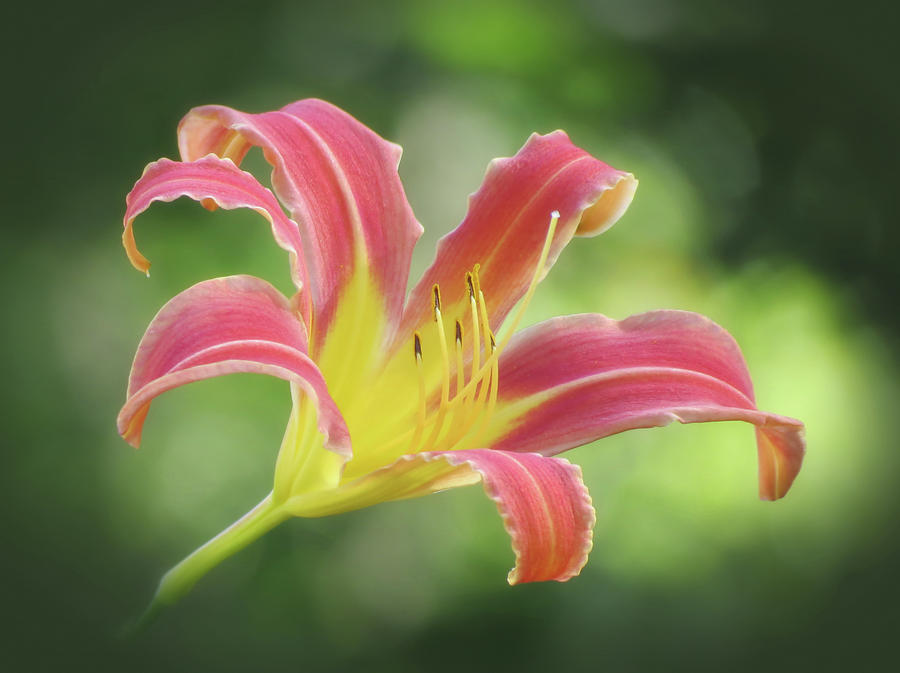 Graceful on Green - Daylily Photograph by MTBobbins Photography