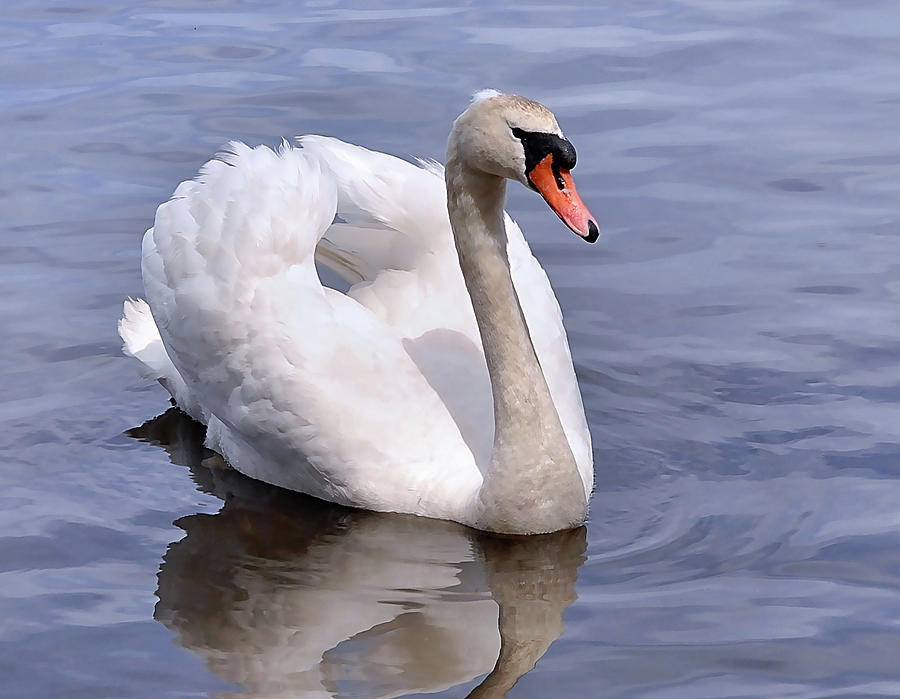 Graceful Peace by Joanne Brown Graceful Peace by Joanne Brown