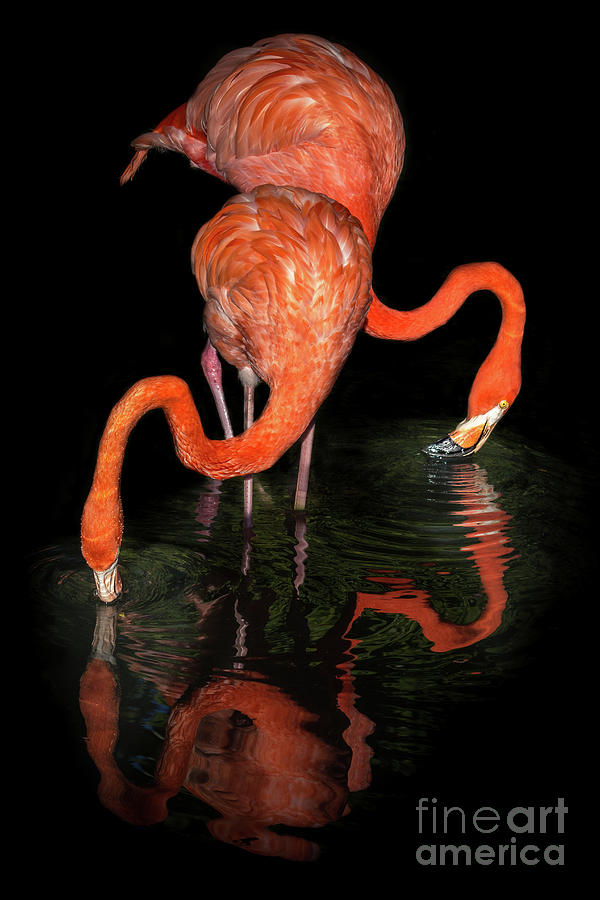 Graceful Pink Flamingos Moving In Water Photograph by Liesl Walsh