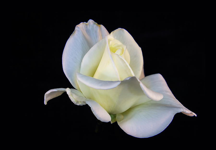 Graceful Rose Digital Art by Terry Davis