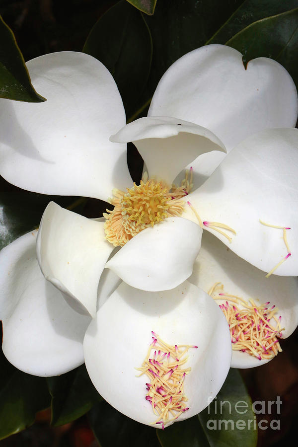Magnolia Movie Photograph - Graceful Southern Magnolia by Carol Groenen