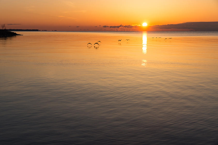 Geese Photograph - Graceful Sunrise Flight - Gliding over Delicately Ruffled Waters by Georgia Mizuleva