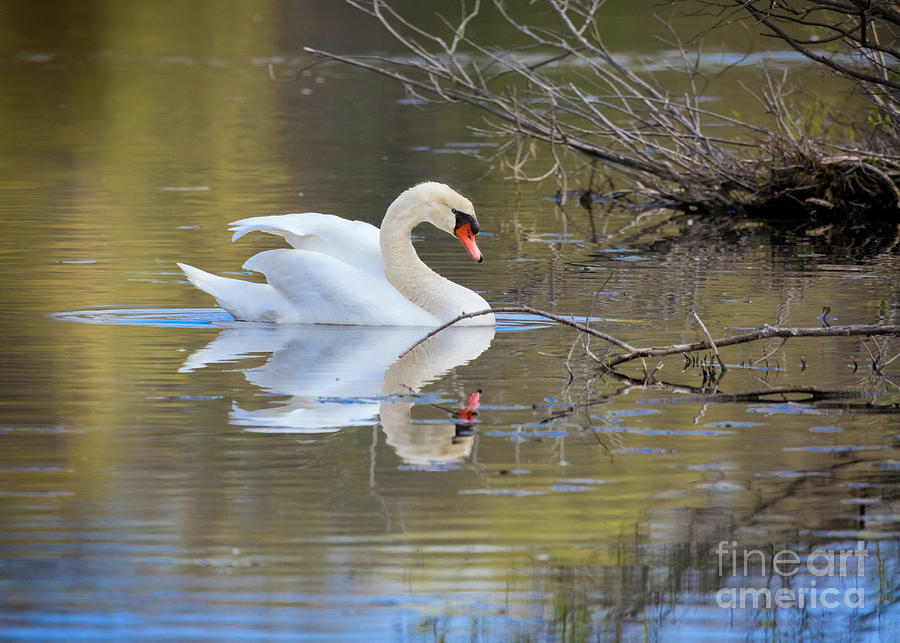 Graceful Swan I Photograph by Karen Jorstad