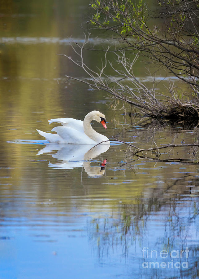 Graceful Swan Photograph by Karen Jorstad