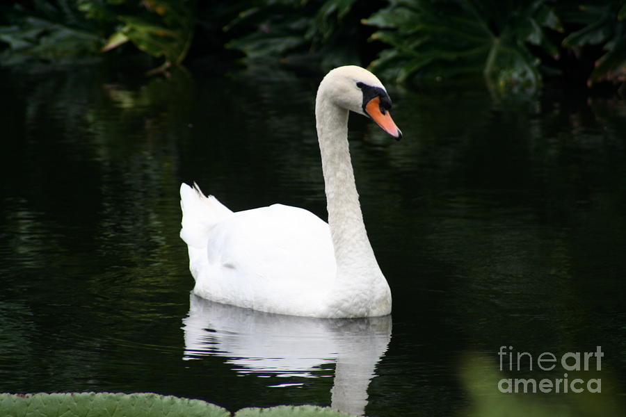Swan Photograph - Graceful Swan by Maria Young
