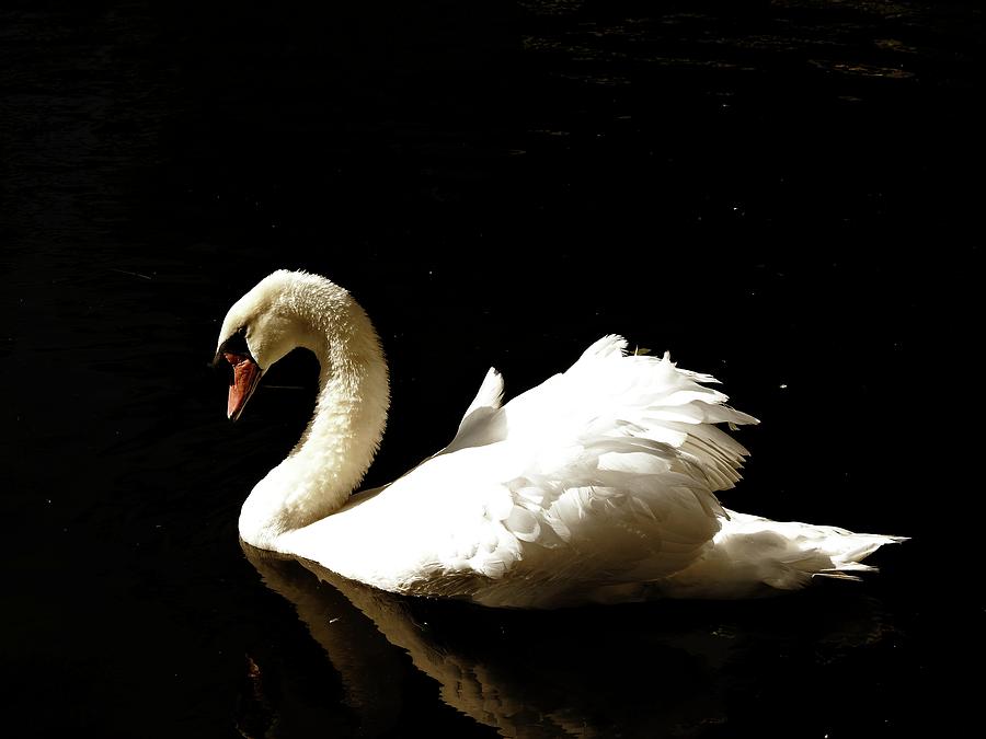 Graceful Swan Photograph by Sandra Peery