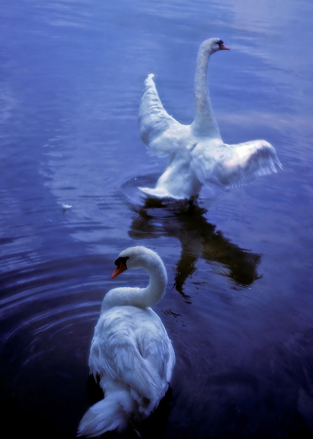 Graceful Swans Photograph by Marie Hicks