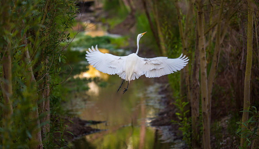 Graceful Take Off  Photograph by Kevin Dietrich