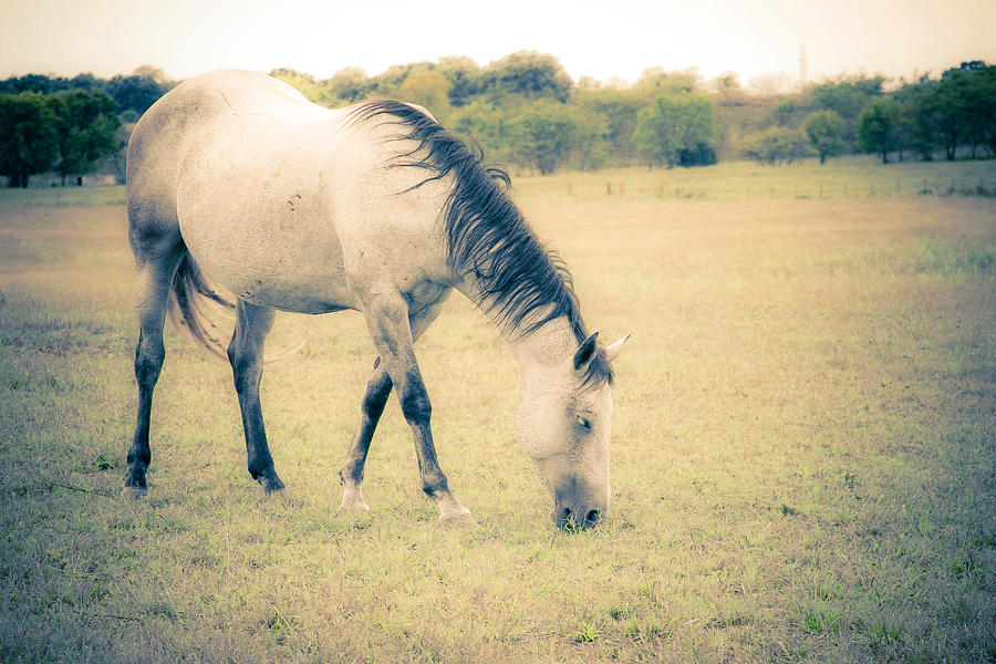 Horse Photograph - Graceful by Toni Hopper