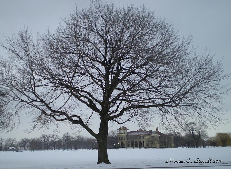 Graceful Tree and Belle Isle Eating Casino in Distance Photograph by Monica C Stovall