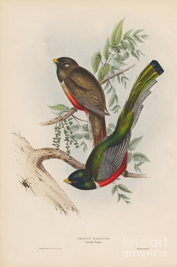 Graceful Trogon Painting by Celestial Images