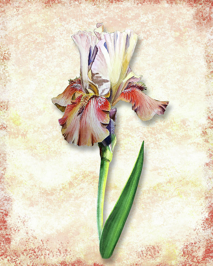 Graceful Watercolor Iris Painting by Irina Sztukowski