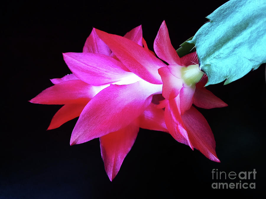 Still Life Photograph - Gracefulness Of One Flower by Jasna Dragun