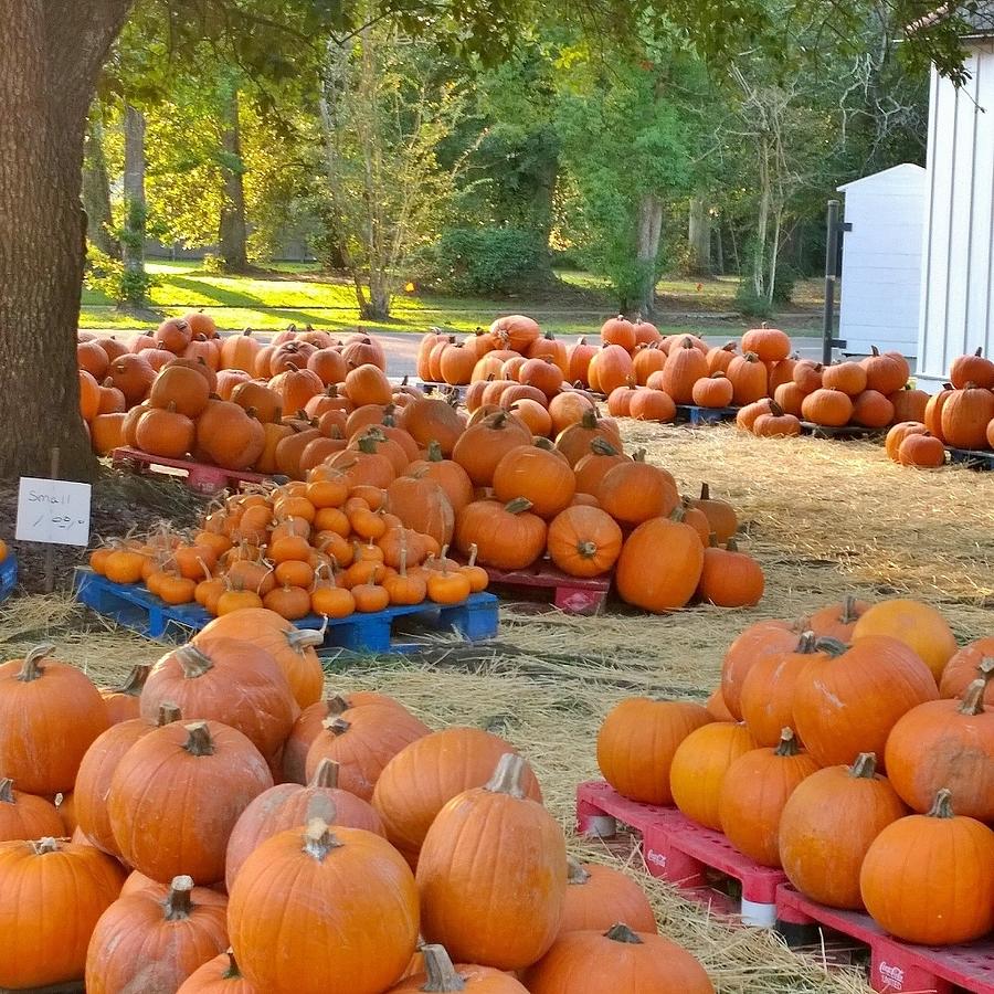 Grace's Pumpkins Photograph by Gayle Miller - Fine Art America