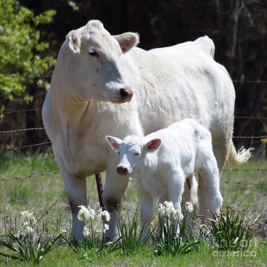 Gracie Photograph by Velvet Roberts - Fine Art America