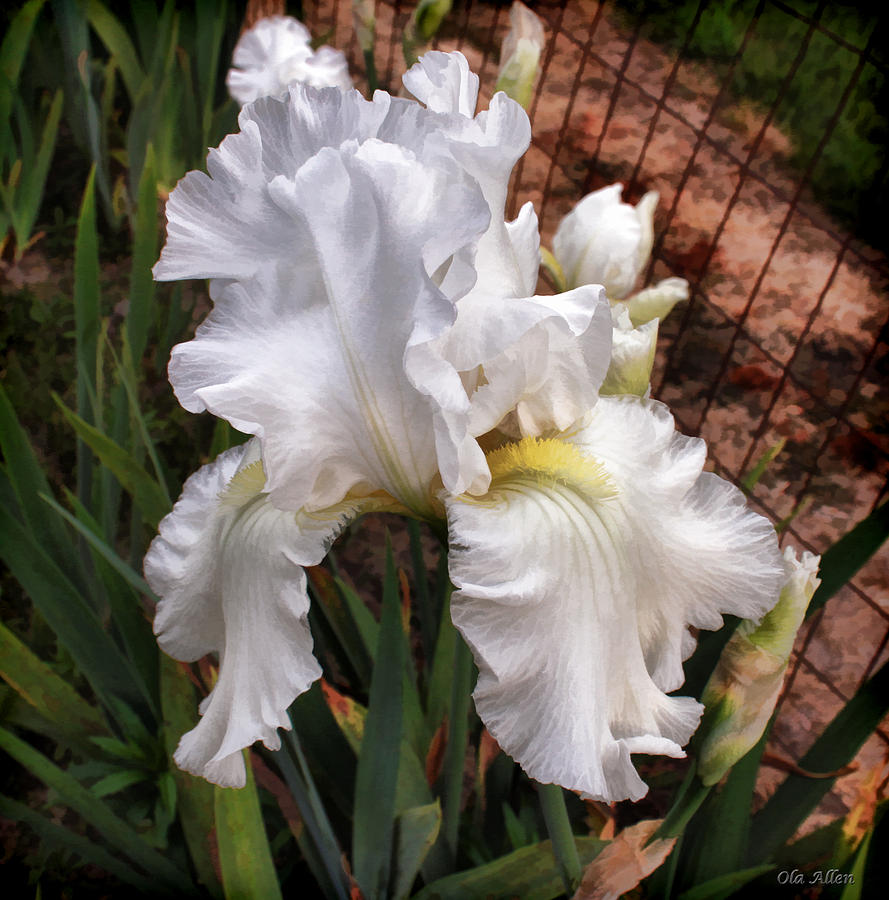 Gracies White Iris Photograph by Ola Allen